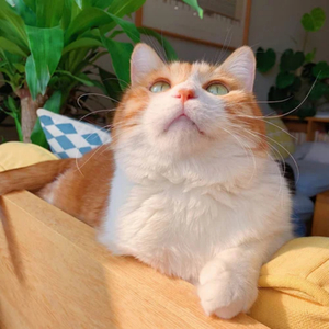 调教小男奴光着小jiji慕宝
